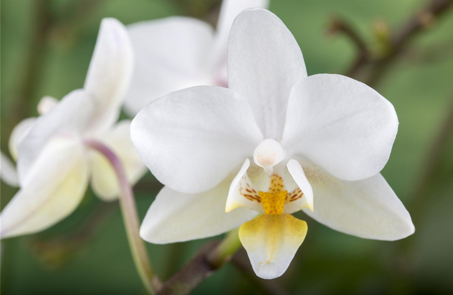 Die Königin der Zimmerpflanzen – Orchideen