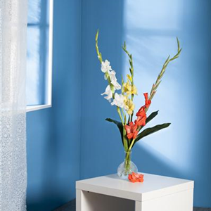 Gladiolen f&#252;r die Vase