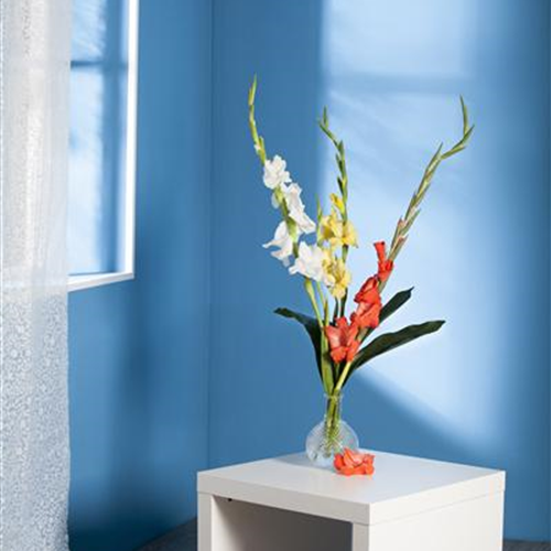 Gladiolen für die Vase