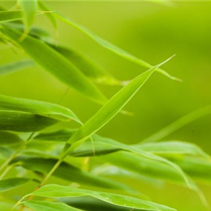 Bambus: pr&#228;chtiges Gras aus Asien