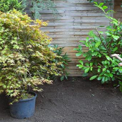 Fächer-Ahorn - Einpflanzen im Garten