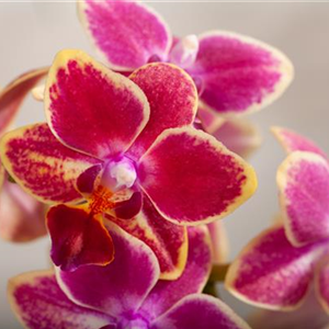 Die K&#246;nigin der Zimmerpflanzen – Orchideen