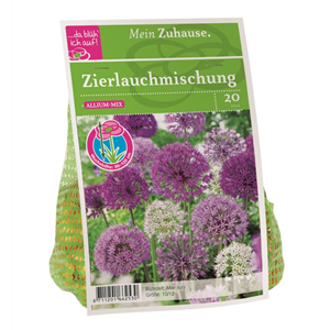 Blumenzwiebel Allium Bl&#252;tenb&#228;lle