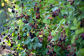 Brombeeren schneiden
