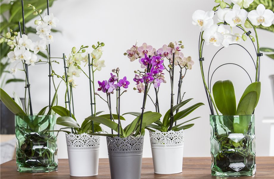 Pflanze des Monats Januar 2026: Phalaenopsis