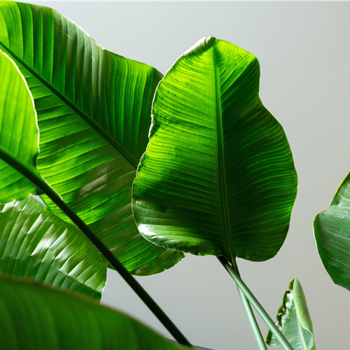 Pflanze des Monats September 2026: Strelitzie