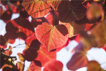 Überschüssiges Laub sinnvoll einsetzen