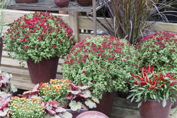 Herbstchrysanthemen