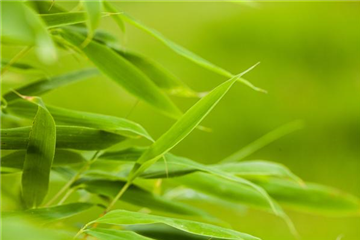 Bambus: prächtiges Gras aus Asien