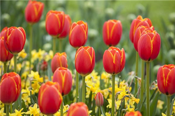 Der Feng-Shui-Garten für die Gesundheit