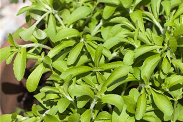 Stevia