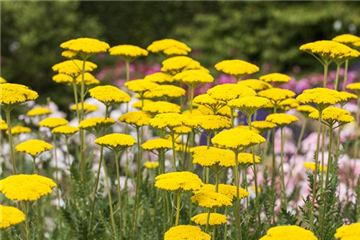 Der Landhausgarten: Unberührte Natur