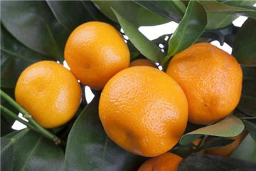 Orangen im Beet