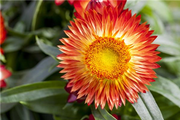 Trockenblumen als stilvolles Dekomaterial