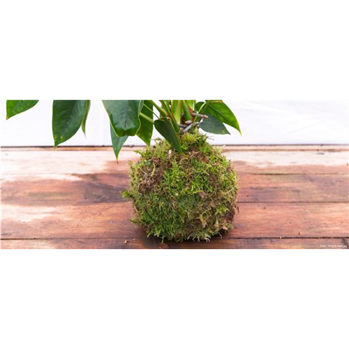 Kokedama