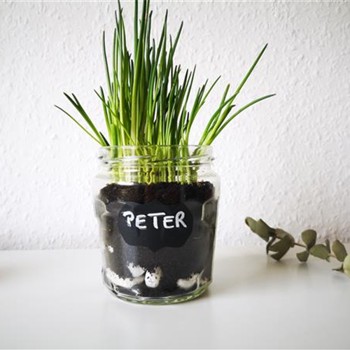 Küchenkräuter im Glas