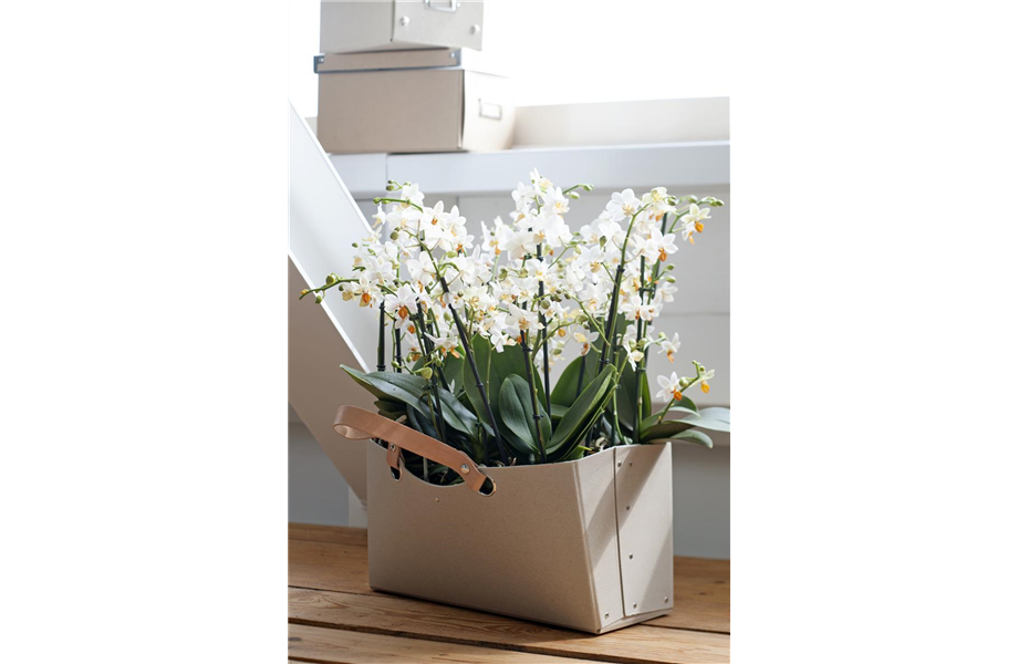 Pflanze des Monats Januar 2026: Phalaenopsis