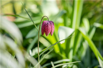 Schachbrettblume im eigenen Garten