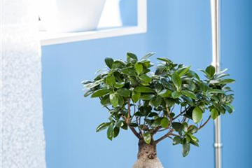 Zimmerbonsai umtopfen